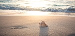 beach, shell, sea, vacations, sand, nature, summer, spiral, coast, summer vacation, beach, beach, shell, summer, summer, summer, summer, summer